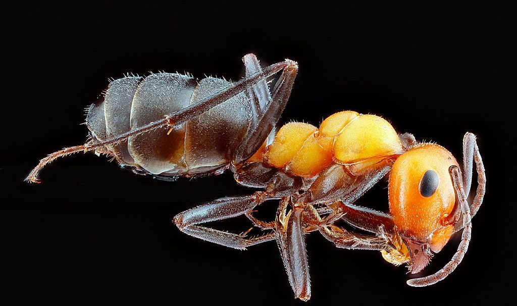 Ant Control service in Kentwood, MI