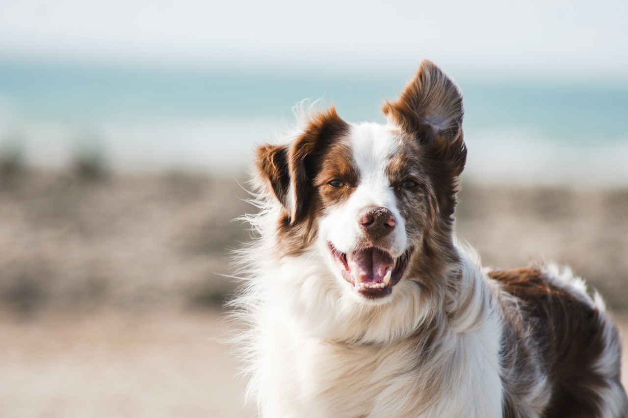 Flea & Tick Control service in Kentwood, MI