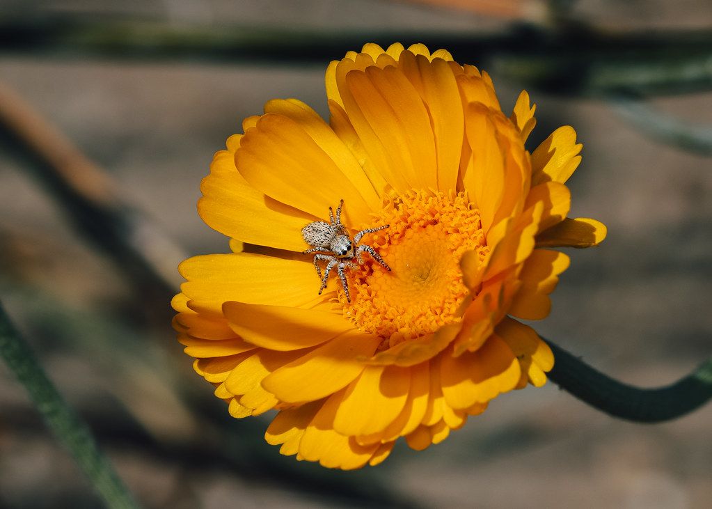 Spider Control service in Kentwood, MI